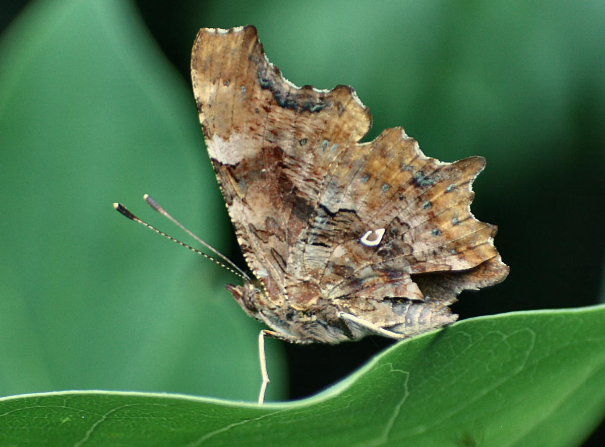 Polygonia c-album    giusto ?